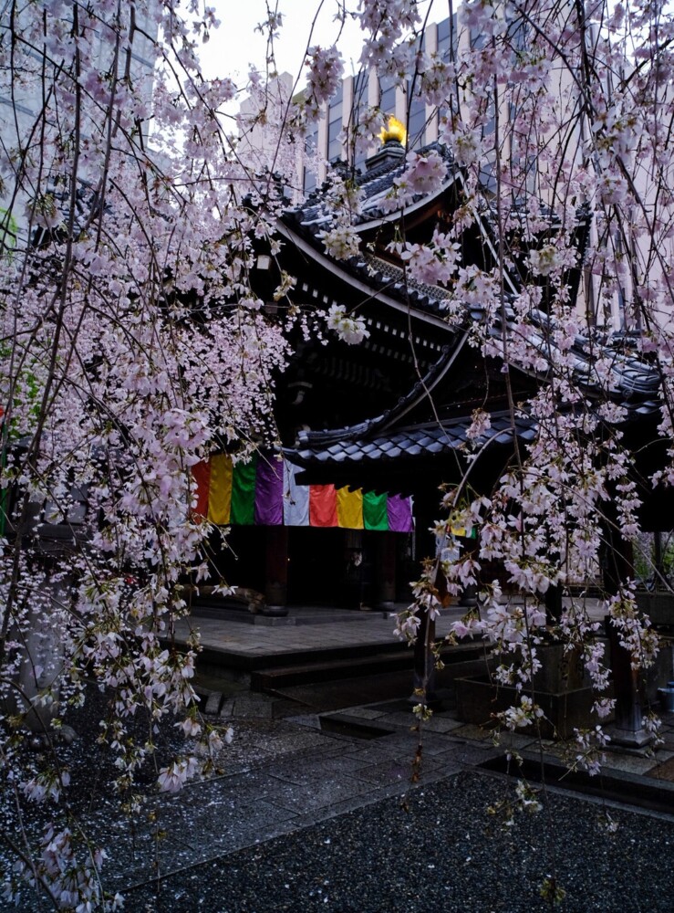 六角堂の桜　2020年3月29日　撮影：MKタクシー