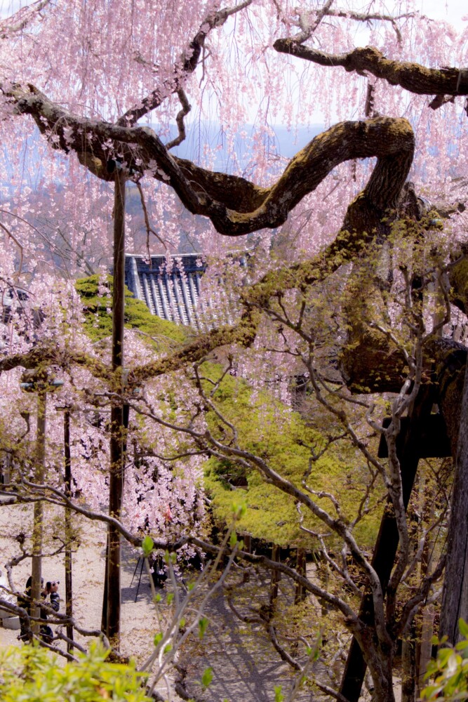 善峯寺の桂昌院お手植えの枝垂桜　2019年4月9日　撮影：MKタクシー