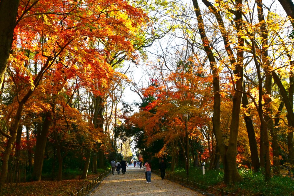 糺の森・表参道の紅葉　見頃　2024年12月22日　撮影：MKタクシー