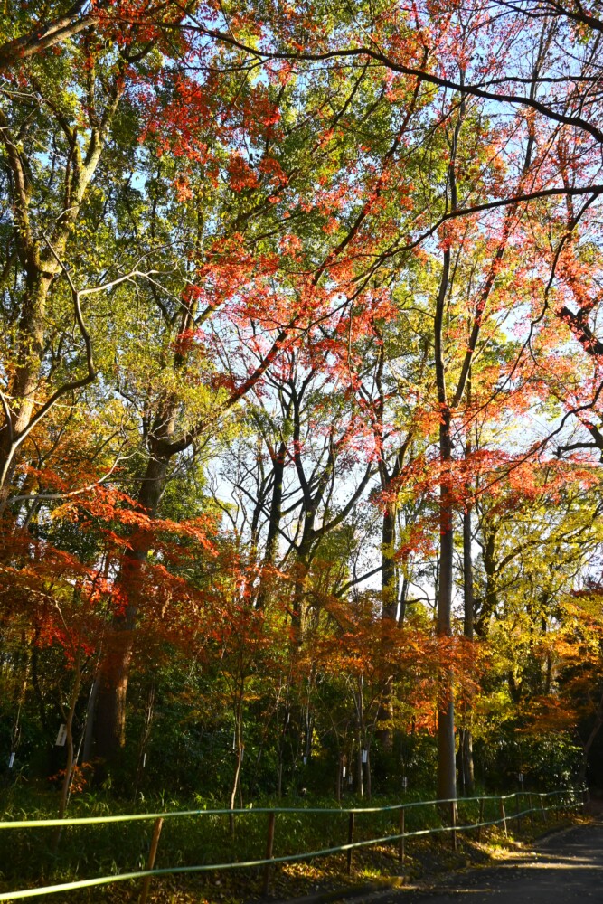 糺の森・馬場の紅葉　2024年12月22日　撮影：MKタクシー