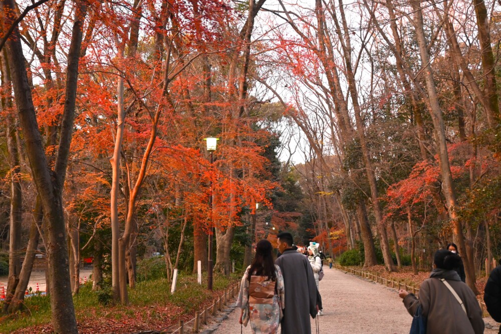 糺の森・表参道の紅葉　2022年12月31日　撮影：MKタクシー