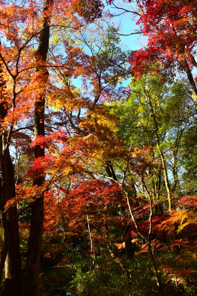 糺の森・表参道の紅葉　2021年12月9日　撮影：MKタクシー