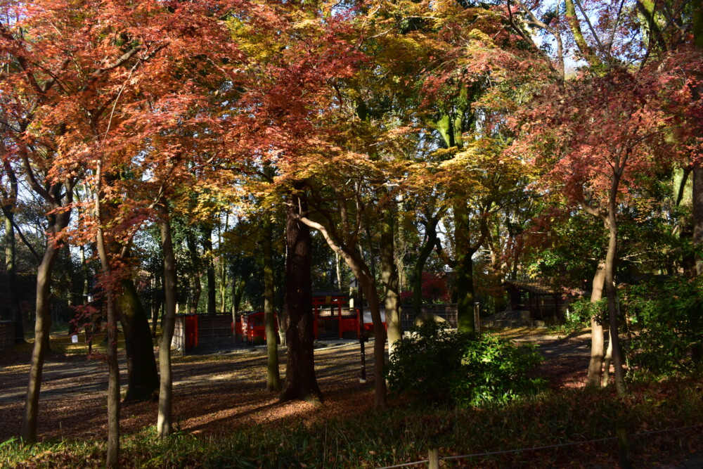 糺の森・表参道の紅葉　2022年12月9日　撮影：MKタクシー