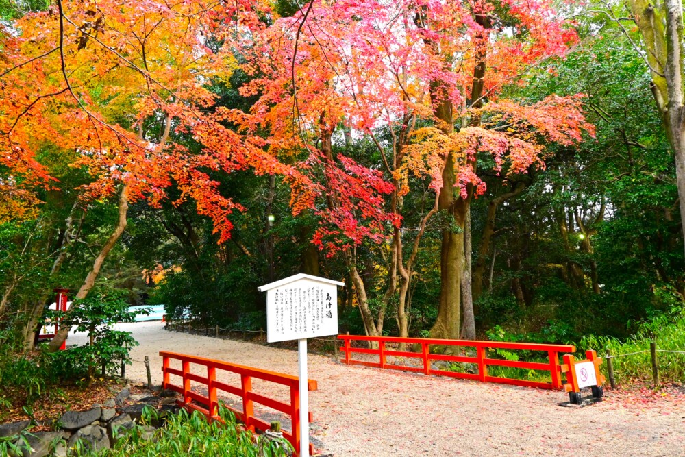 12月下旬でも見られる紅葉　2024年12月22日　撮影：MKタクシー