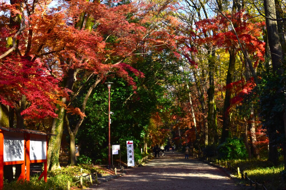 糺の森・表参道の紅葉　2022年12月9日　撮影：MKタクシー