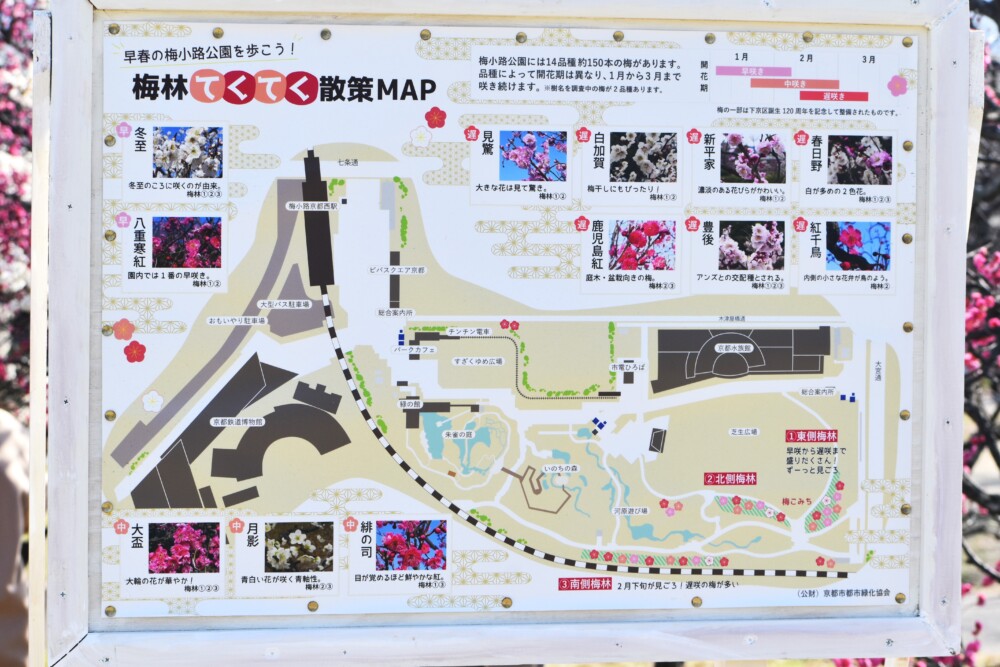 梅小路公園の梅林散策マップ　2024年2月4日　撮影：MKタクシー