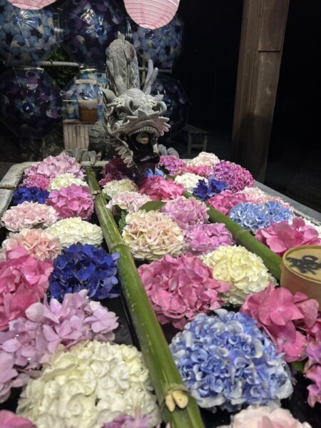 ライトアップされた色とりどりのあじさいが生けられた柳谷観音楊谷寺の花手水「龍手水」