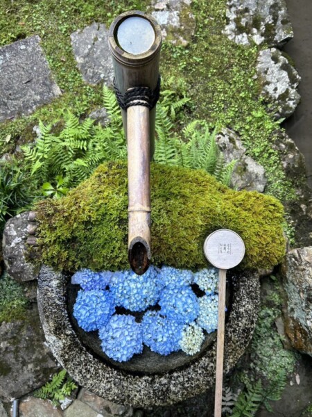 青いあじさいが生けられた柳谷観音楊谷寺の苔むした花手水「庭手水」