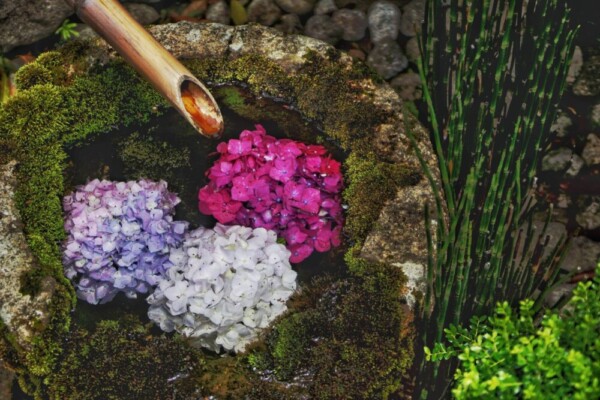 赤紫、紫、白のあじさいが生けられた柳谷観音楊谷寺の花手水「苔手水」