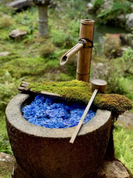 青いあじさいが生けられた柳谷観音楊谷寺の苔むした花手水「庭手水」