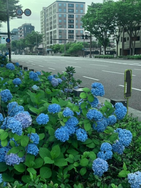 御池柳馬場のあじさい　2025年6月9日　撮影：MKタクシー