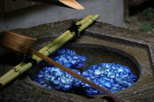 青いあじさいが生けられた柳谷観音楊谷寺の花手水「琴手水」