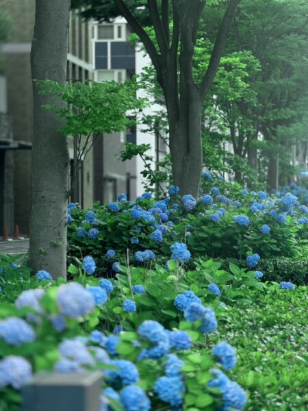 御池柳馬場のあじさい　2025年6月9日　撮影：MKタクシー