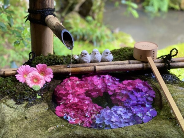赤紫と青いあじさいが生けられた柳谷観音楊谷寺の花手水「恋手水」