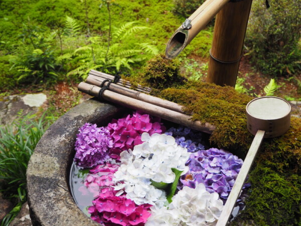 赤、赤紫、白の色とりどりのあじさいが生けられた柳谷観音楊谷寺の花手水「庭手水」