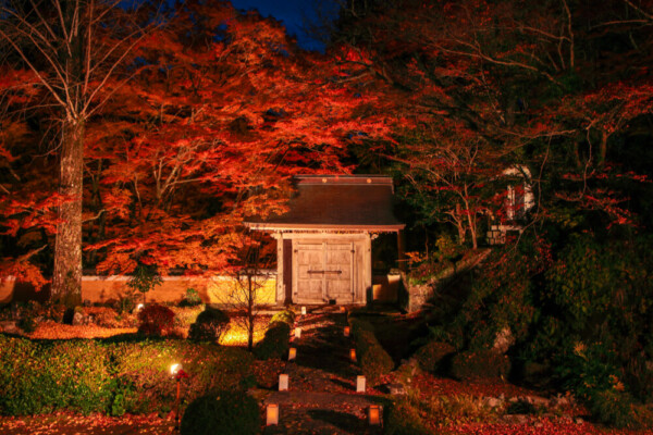 大梅山法常寺の紅葉ライトアップ　2024年11月30日　提供：junichiro.takikawa