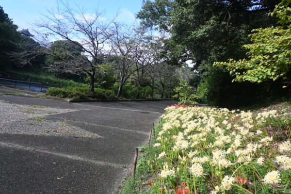 体育館へと続く奥の通路脇にも彼岸花を植栽したいという　20204年10月9日　撮影：MKタクシー