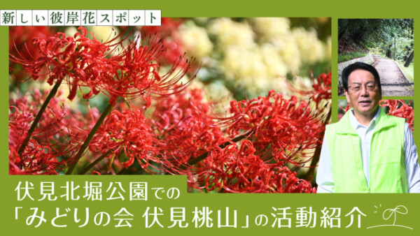 新しい彼岸花スポット！伏見北堀公園での「みどりの会伏見桃山」の活動紹介