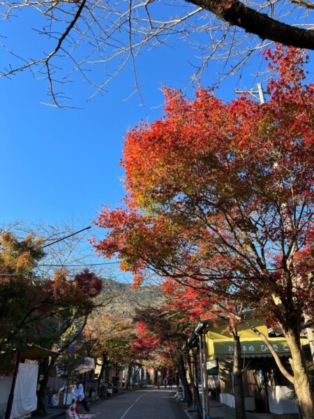 谷汲山華厳寺の美しい紅葉が出迎えてくれた中で満願　2024年11月25日　撮影：MKトラベル