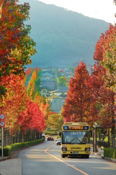 桂坂ニュータウンのモミジバフウの紅葉　2024年11月12日　撮影：MKタクシー