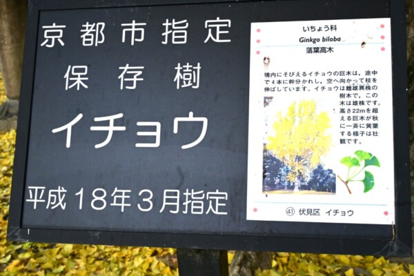 京都市指定保存樹の案内板　2024年12月18日　撮影：MKタクシー
