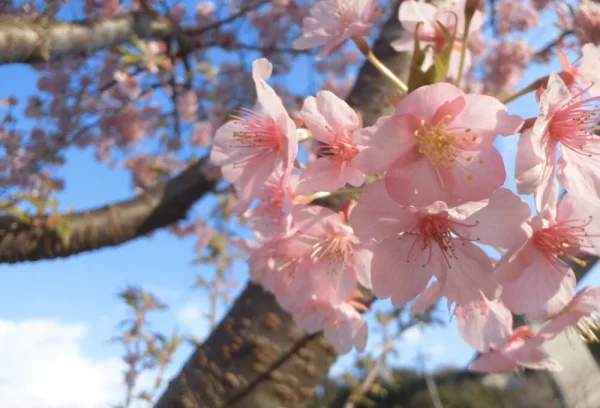 京都の桜