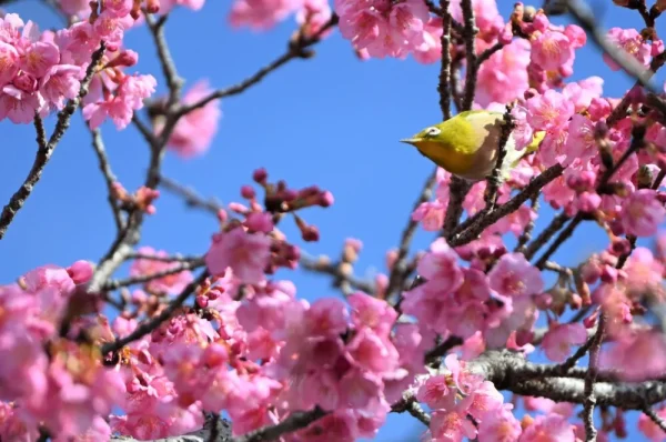 淀水路の正月桜三分咲き