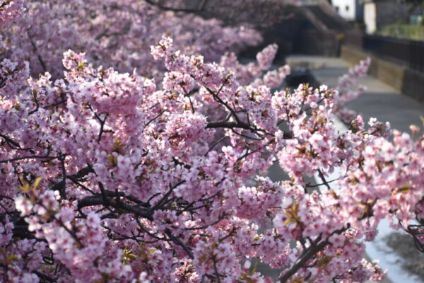 京都の桜