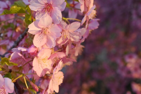 京都の桜スポット