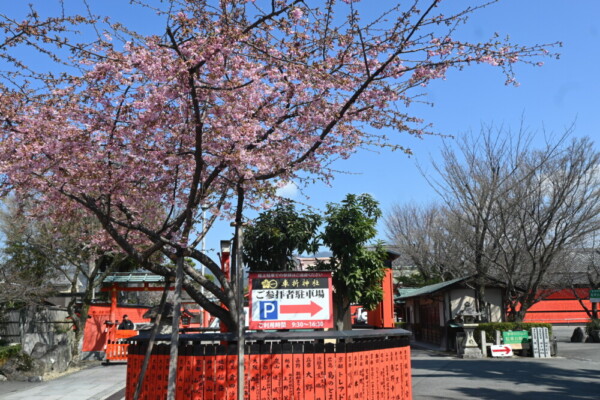 唯一残る愛宕社の河津桜　2025年3月20日　撮影：MKタクシー