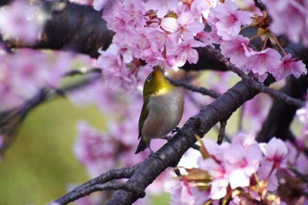 河津桜とメジロ