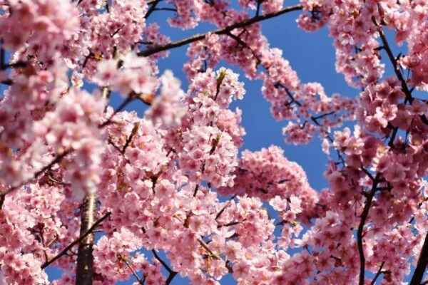 京都の桜