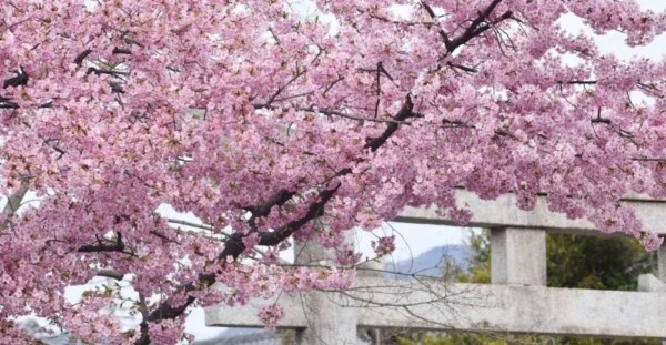 京都の桜