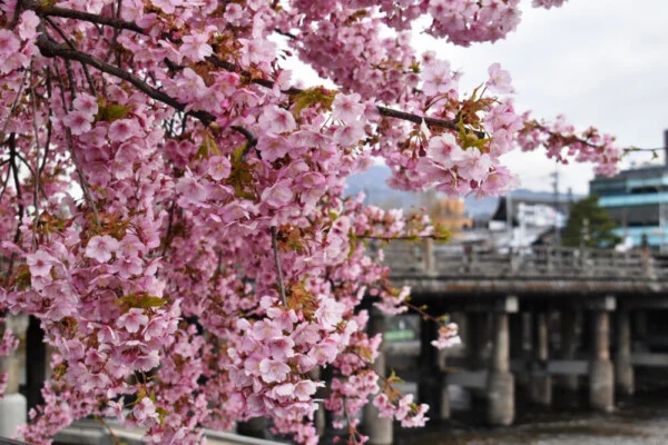 京都の桜の見ごろの時期