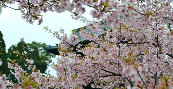 京都の桜スポット