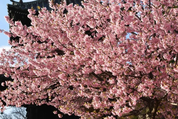 京都の桜スポット