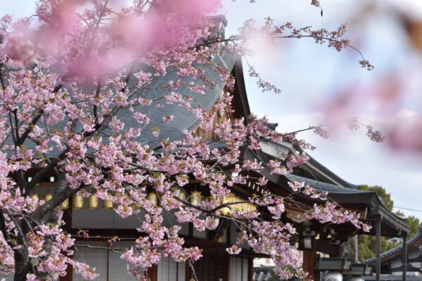 京都の桜スポット