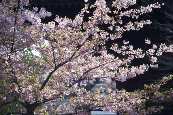 東寺・五重塔前の河津桜　散りはじめ