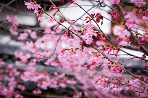 長徳寺のおかめ桜　2024年3月8日　撮影：MKタクシー