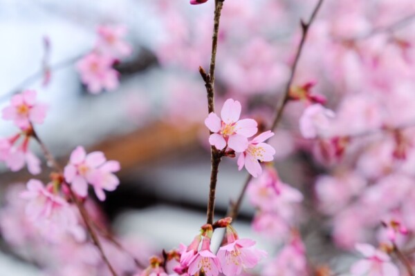 長徳寺のおかめ桜　2024年3月8日　撮影：MKタクシー