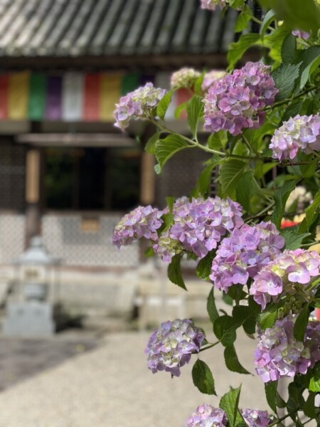 長谷寺のあじさい　2023年6月7日　撮影：MKタクシー