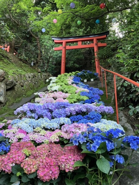 柳谷観音楊谷寺のあじさい　2024年6月1日　撮影：MKタクシーは京都MKの外商部職員