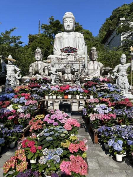 壷阪寺のあじさい　2024年6月1日　撮影は京都MKのハイヤードライバー