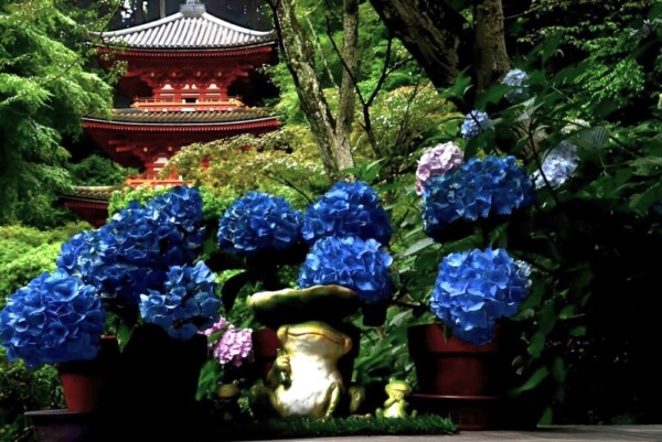 岩船寺のあじさい　2024年6月23日　撮影は京都MKのハイヤードライバー