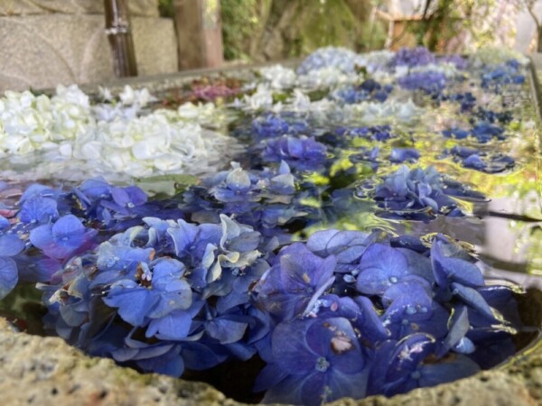 壷阪寺のあじさい　2022年6月3日　撮影：MKタクシー