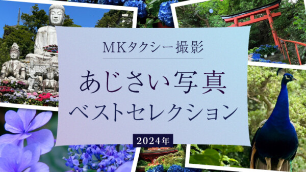 2025年に訪れたい「あじさい」スポット｜2024年にMKタクシーが撮影した写真ベストセレクション