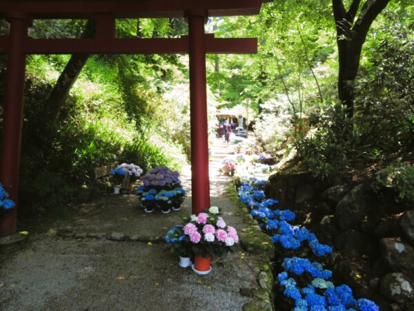 岡寺のあじさい　2022年6月17日　撮影：MKタクシー