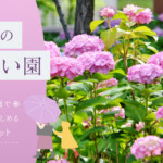 智積院のあじさい園｜早朝から夕方まで拝観無料で楽しめるおすすめスポット