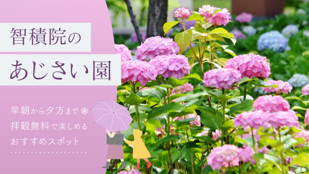 智積院のあじさい園｜早朝から夕方まで拝観無料で楽しめるおすすめスポット