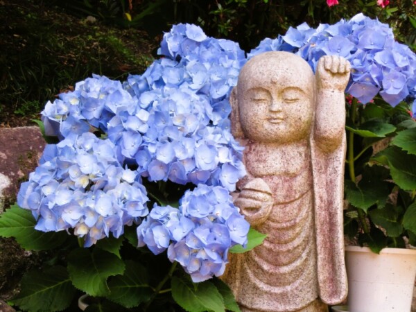 岡寺のあじさい　2022年6月3日　撮影：MKタクシー